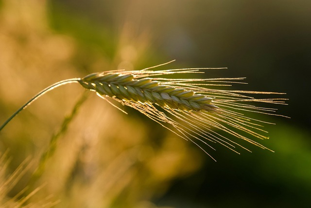 Sustainable Agriculture